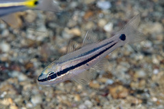 Gorgonian Cardinalfish photo 4