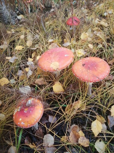 Fly Agaric
