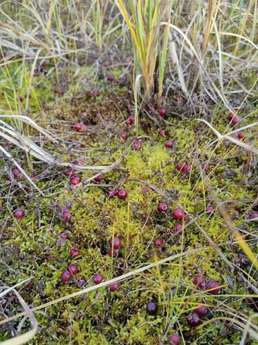 bog cranberry