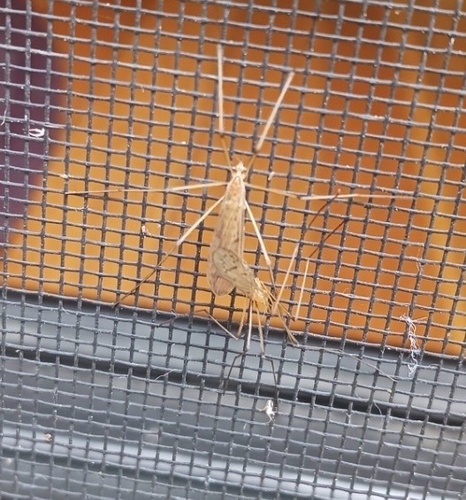 Unknown species found near Massachusetts, US