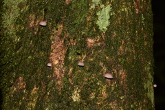 Mycena nebula