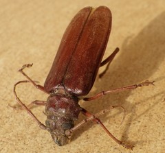 Cacodacnus planicollis
