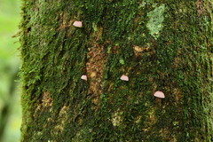 Mycena nebula