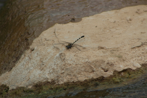 Gray Sanddragon photo 3