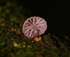 Mycena nebula