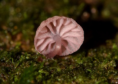 Mycena nebula