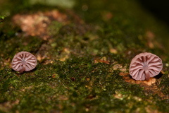 Mycena nebula