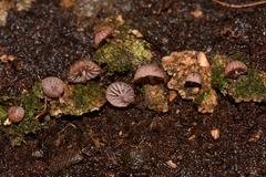Mycena nebula