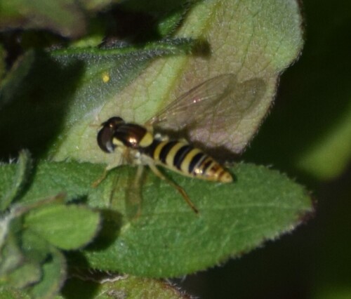 Unknown species found near Centerville, OH, USA