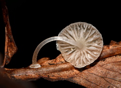Mycena stylobates