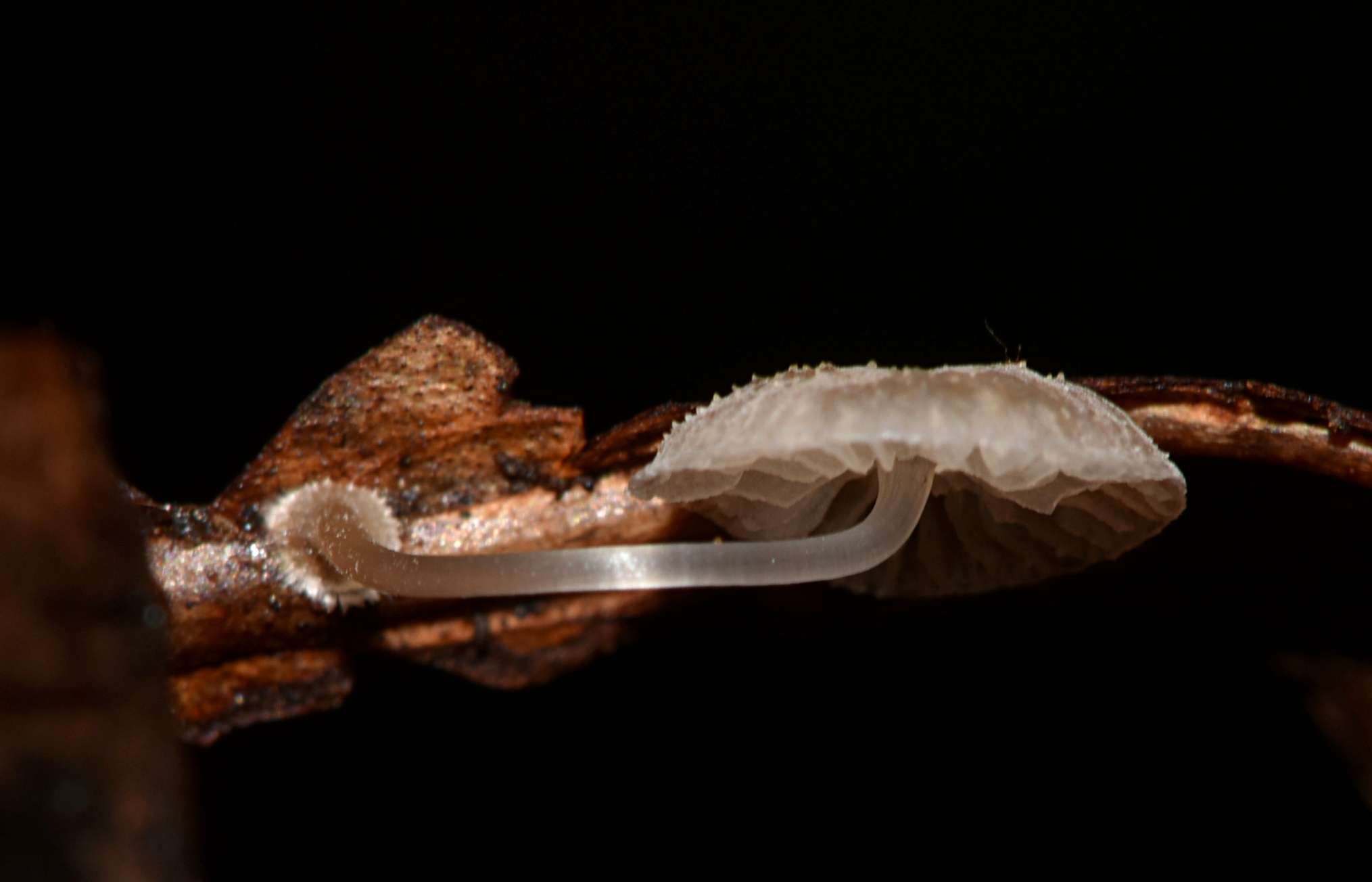 Mycena stylobates image