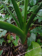 Alocasia cucullata