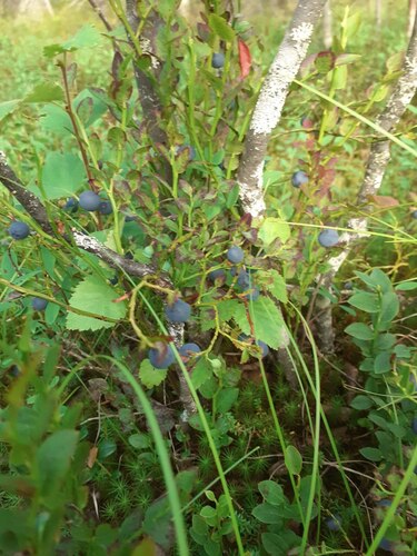 common bilberry