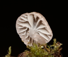 Mycena fulgoris