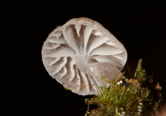 Mycena fulgoris