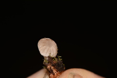 Mycena fulgoris