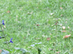 Eristalinus taeniops