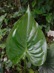 Alocasia cucullata