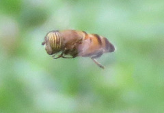 Eristalinus taeniops