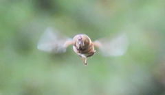 Eristalinus taeniops