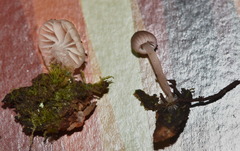 Mycena fulgoris