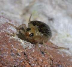 Peltodytes litoralis