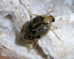 Peltodytes litoralis