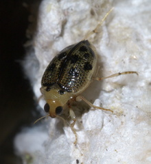 Peltodytes litoralis
