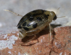 Peltodytes litoralis