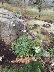 Leucanthemum × superbum