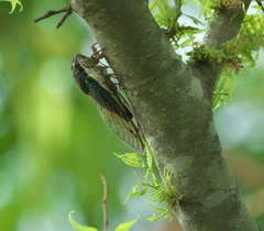Neotibicen lyricen virescens