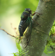Neotibicen lyricen virescens