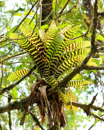 Vriesea hieroglyphica, photograph 2