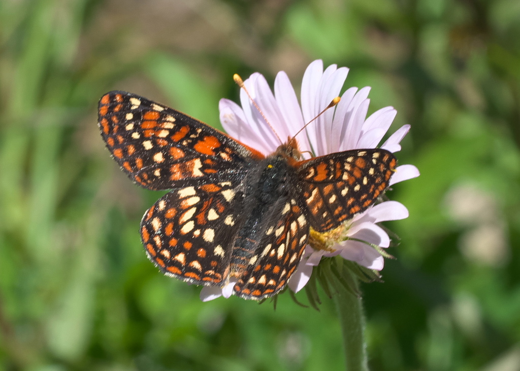 Occidryas anicia magdalena