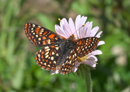 Occidryas anicia magdalena