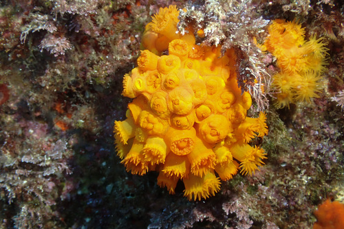 Photo of Mediterranean orange coral (Astroides calycularis)