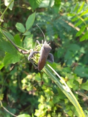 Anoplocnemis phasianus