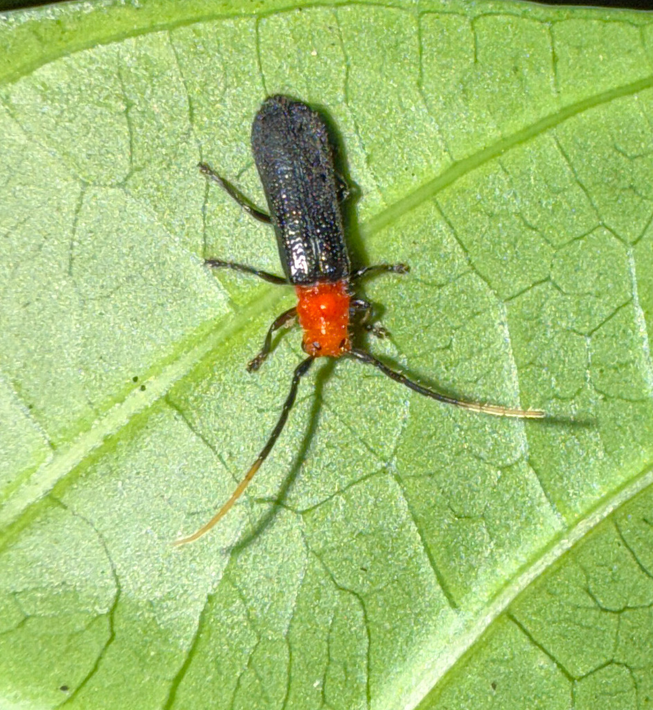 Phaea lawi