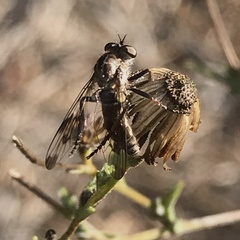 Nicocles
