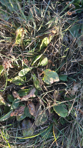 greater plantain