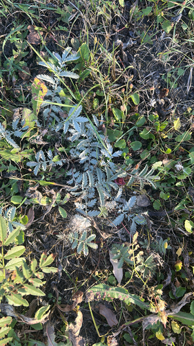 common silverweed
