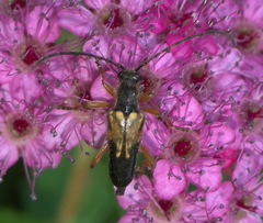 Xestoleptura crassipes