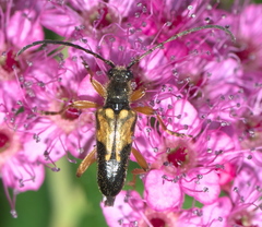 Xestoleptura crassipes