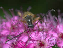 Xestoleptura crassipes