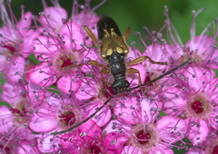 Xestoleptura crassipes