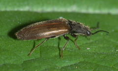 Hemicrepidius pallidipennis