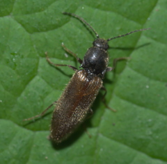 Hemicrepidius pallidipennis