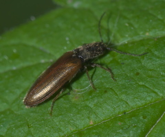 Hemicrepidius pallidipennis