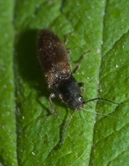 Hemicrepidius pallidipennis
