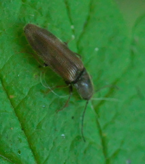 Hemicrepidius pallidipennis